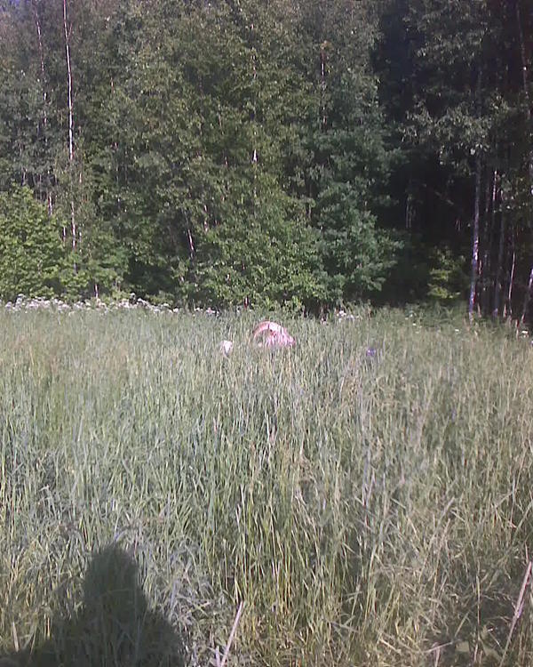 Рояль в кустах - это Забодалкин ))