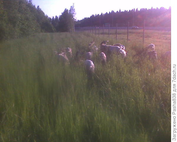Трудно сказать, хороша ли идея пастись неподалеку от дороги, но травы здесь полно, поэтому мы сюда и ходим. А то еще лето впереди, съедим траву на просеках - и придется ходить слишком далеко. Здесь пока потусим, благо эту траву дорожники не косили. Хорошо бы они её вообще не косили здесь, мы бы так её и подъедали. Косят они где-то раз или два за лето.