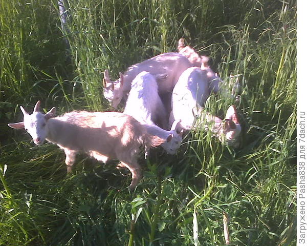 Удин, Пекин, Энгалычев, Принцесса и Дегустатор