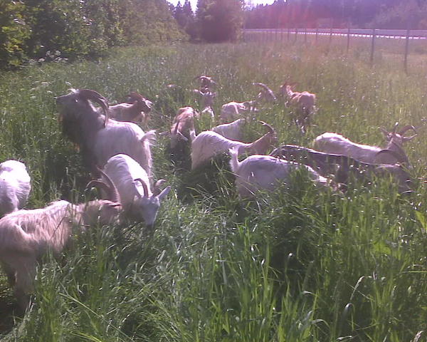 гуляем. Сегодня рискну взять с собой козлят, они подросли.