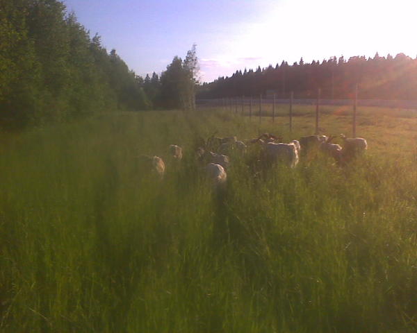пожалуй, небо видно вот здесь. Фото первых числ этого месяца.