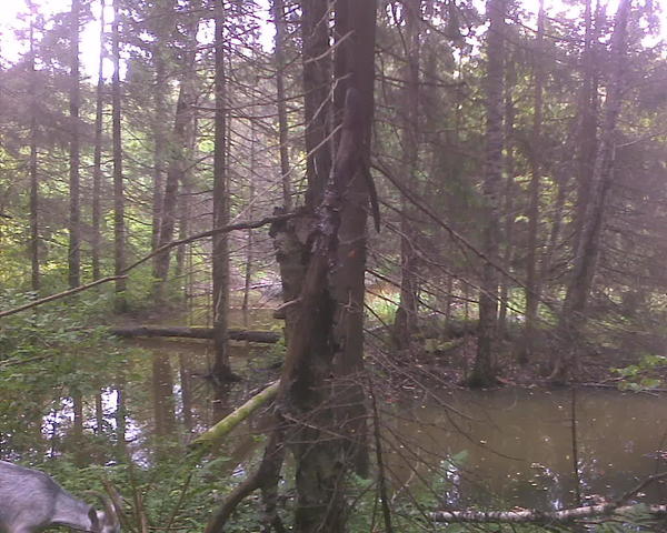 А у меня поблизости только Клубиш. Кое-где в лесу он имеет воду. а чаще представляет собой элакую &quot;канавку&quot; с сырым песком на дне, и всё. Вода в нем набирается лишь после очень обильных ливней или весной после таяния снега. Чаще всего его можно пересечь даже не вброд, а посуху. В прочем есть заболоченные места, куда я ходить побаиваюсь. Фото, правда, старое, в этом году я туда пока не ходил, работы было много, не до далеких гуляний.