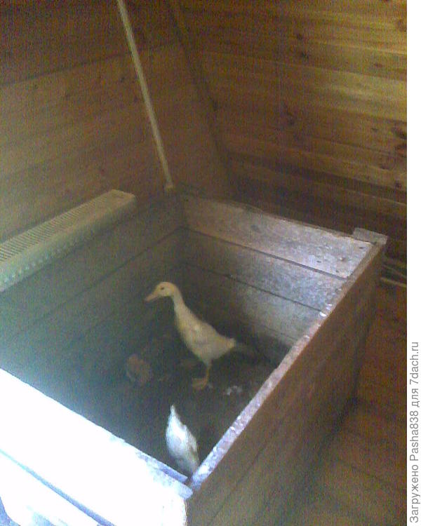 Кто постарше. Этим мучиться по коробкам и ящикам осталось недолго - как еще подрастут, переведу к старшим уткам. Пока не перевожу, чтобы сороки не напали. Утка и цыпленок. Птицеводством в этом году в общем-то не занимаюсь, так, бессистемно подгребаю какие попало яйца и кладу в один из инкубаторов, чтобы кто-то вылупился и добавить потом к поголовью. По совести надо бы поехать утят купить и козлика, но пока чет разбитый весь, устаю с огородом. Посмотрим, может в августе начну-таки летнюю кухню ваять, покупая по мешку-другому цемента, благо песок и пеноблоки есть, и фундамент стоит.