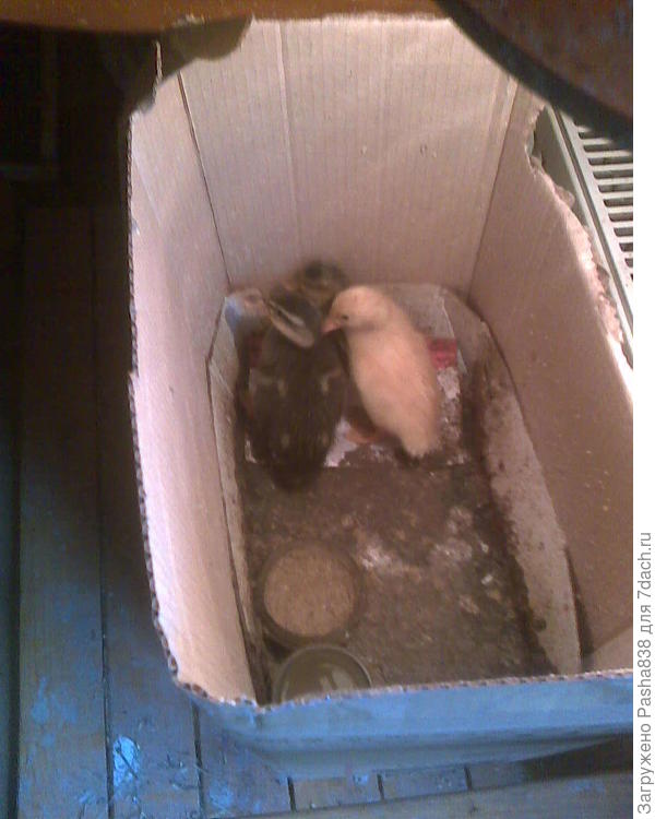 Утки. Коробок у меня дефицит, ввиду этого грязновато, вечно проблема найти замену. А в хлев в стеллажи отправлять боюсь - вдруг там крысы. Так-то я их вроде вывел, перетравив, не бегают, но мало ли, вдруг заявятся и нападут на утят. Поэтому держу дома, в спальне, а сам ввиду жары сплю в другой комнате.
