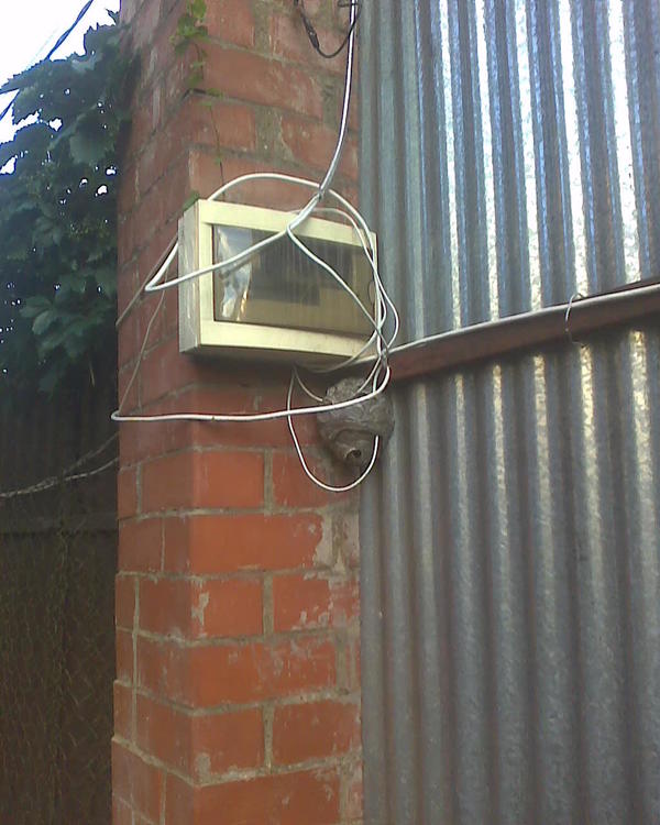 И еще вот такой подарок нашел. С проводами у меня по жизни так, это не лечится, не обращайте внимания, ну эти все - 12 вольт, не 220. Идут к диодам освещения гусиного домика, утиного, к камерам видеонаблюдения. Сделаю, свешу, а потом всё недосуг и лень нормально стяжкой увязать в одну &amp;quot;кишку&amp;quot; и убрать нормально, так и висят, как ёлочная гирлянда. Но вот теперь уже и не уберу. Гнездо черных ос, они не агрессивные, позволяют лазить в щиток и включать насос для полива теплицы, но тормошить возле них провода я всё ж уже не буду. В принципе можно вечером снять, пока спят, но мне лень, да и не мешают они, висят и висят. Они тут постоянно живут, правда чаще делают гнездо на чердаках сараев. В отличие от желтых они не лезут никуда, спокойные. Ближе к осени они бросают гнездо и разлетаются куда-то.