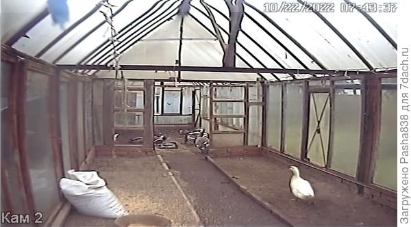 Одна из теплиц. В основном здесь утки, причем живут они годами, на положении скорее домашних любимцев, нежели сельскохозяйственной птицы. Еще здесь обитают два гуся, помесь серых гусей и линды, и одна курица. Курица была, вообще-то, цыпленком, но как подросла - поселил сюда, потому что те куры её гоняли, а утки спокойные. Гусям по ходу до этой курицы тоже нет никакого дела. Каждый занят своим, кто-то полощется в бадье, кто-то ест пшеницу, а курица усиленно роет землю в теплице, выискивая зимующих личинок и червей. В прочем пока тепло.