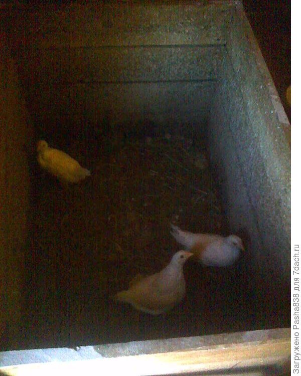 А это обитатели моей спальни. Чет я устаю и мне откровенно лень переселять их куда бы то ни было, ну и кончилось тем что они сидят в ящике на сене. Я ставлю им комбикорм и наливаю попить, в основном или когда встаю, или когда наоборот ложусь спать. В спальню у меня заведена водяная труба с краником, так что даже ходить никуда не надо. Мою посудины я, конечно, в стиле средневекового Парижа - с выплескиванием грязной воды на улицу из окон ))) В прочем кормушку они редко пачкают, а питьевые баночки требуют лишь ополаскивания, я их мою раз в день для налива свежей воды. Цыплят ни то ни сё, это просто были три яйца как-то, ну я сунул их в инкубатор, они вылупились. Дома тепло, работает отопление, ну вот они там сидят. Лампа им уже не нужна, они достаточно большие, да и ящик прижат к теплой водяной батарее.