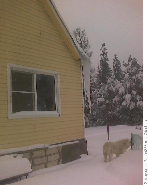 А на доме вот такая сосуля висела. Пошел сбил лопатой, чтобы собаке не угрожала.