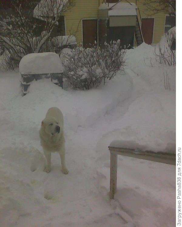 Выхожу я такой на улице, а дорожки-то и нету. Всё завалило, аж не видно где дорожка, пришлось раскопать.