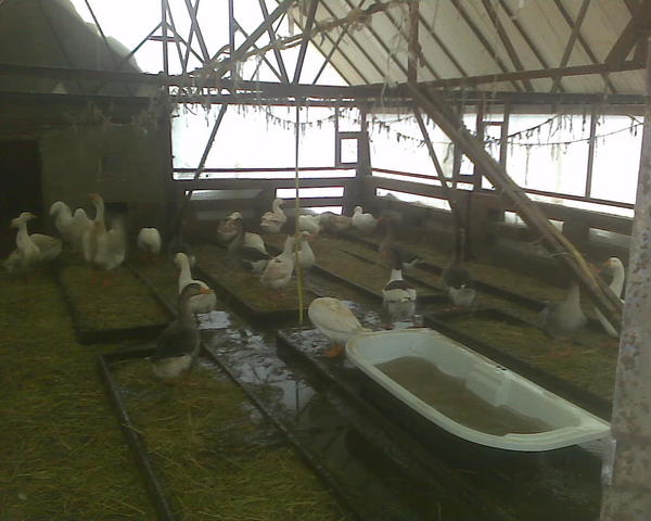 В теплице там вот видно что-то вроде решетки по низу - это на железобетонный периметр пришлось уложить эдакий заборчик из 15х15 см бруса. Конечно, он несколько тенит, но у меня не было выбора - там с той стороны прогуливаются козы и были прецеденты, когда они вламывались через поликармонат в теплицу, и безобразничали в ней. Кончилось тем что пришлось сварганить такой &amp;quot;бревенчатый&amp;quot; забор (другое их натиска не сдерживает, приделать на него обратно поликарбонат, а снаружи еще и сеткой обшить вроде арматурной. А гуси на фото - ну это мы просто тут зимуем. Летом здесь огурцы растут (фото сделано в декабре). Весной как обычно выведу гусей на улицу, окна буду мыть, лишний навоз с подстилкой- вывезу в сад (с дорожек, тут дорожки бетонные), а сами грядки перекопаю вилами.