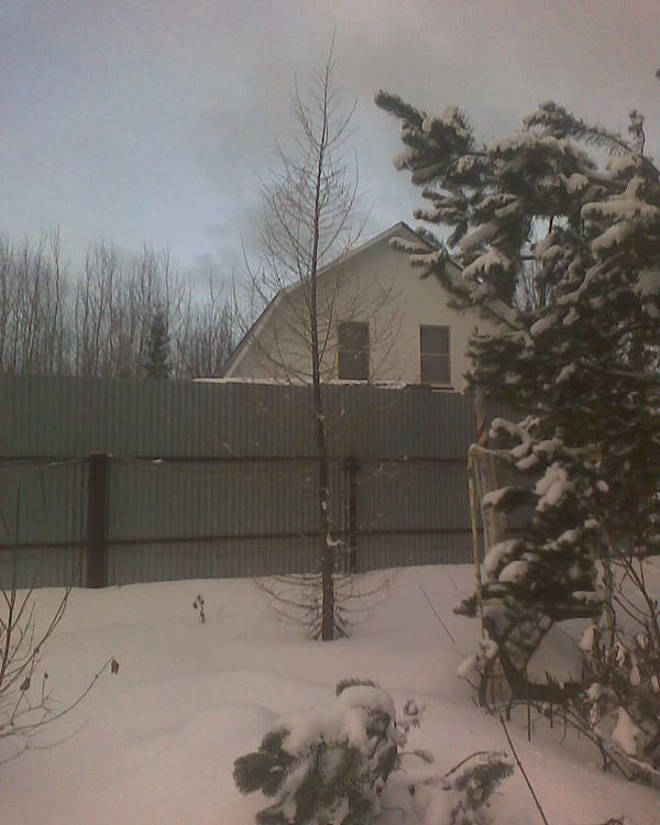 Справа сосна (она у меня как-то неровно растёт, лапы во все стороны, видимо перекармливаю навозом), а в центре как раз лиственница. Я так понимаю это большое будет дерево. В прочем, пока это не напрягает - соседи попались на редкость терпеливые, и даже ольха, выросшая вдоль забора дубинами - их не раздражала. Правда потом я всё ж слазил её опилил на уровне метров десяти, чтобы уж совсем не вымахивала. А лиственница пока пусть растет, надеюсь мне не придется её портить.