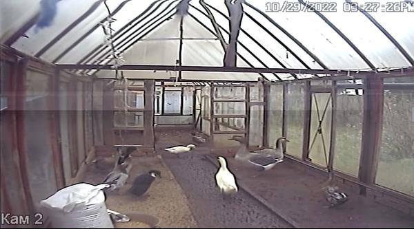 Внутри теплицы 12х3 поздней осенью (камера видеонаблюдения за утками)