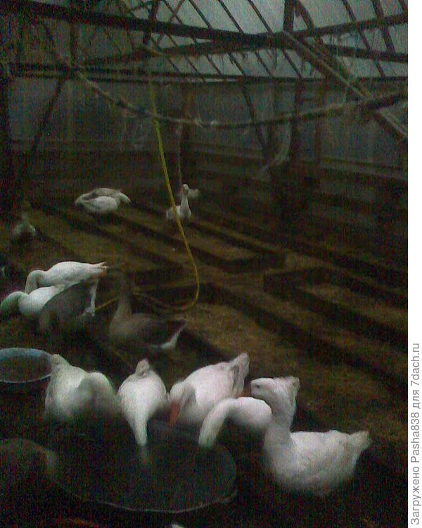 Теплица зимой внутри. По стене виден брусовой решетчатый антикозий забор. Снаружи он обшит поликарбонатом и далее арматурной сеткой, чтобы не продрались, не пропёрлись. Зимой в теплице гуси гуляют, летом в ней огурцы растут.