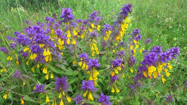 Его очень часто можно встретить на опушках. Правда значительного или хотя бы заметного вреда лесным деревьям оно, по ходу, не наносит. В садах не видел его ни разу - видимо оно не так агрессивно, да и деревья возможно ему не те.