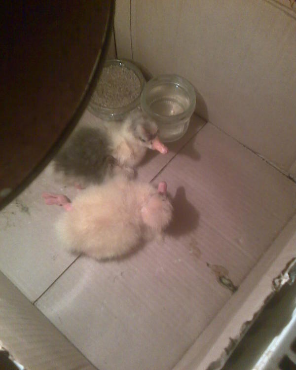 Эти первые. Клал яйца бессистемно, чуть ли не поштучно - поэтому и вылупление будет таковым, вразнобой. По нормальному закладку надо делать конечно разом на весь инкубатор, но у меня уж получилось так. Я боялся окончательно застудить эти яйца или при хранении утратить хоть какую-то выводимость. Поэтому клал сразу же, как только видел. Которые яйца остывали сильно - те пошли на еду.