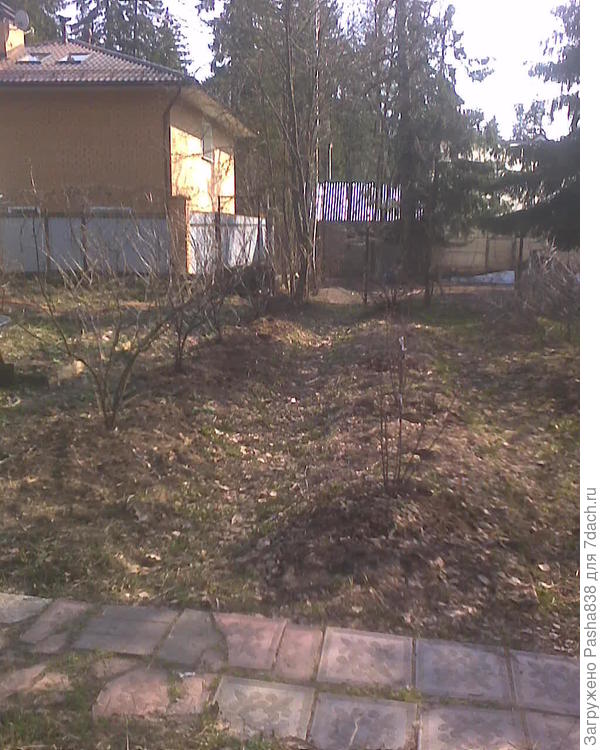 Слева шесть кустиков это вот пересадил сюда. Черная смородина. А справа - кустики красной, купленные в прошлом году. Там за красной есть место - можно без тесноты посадить еще 1 куст