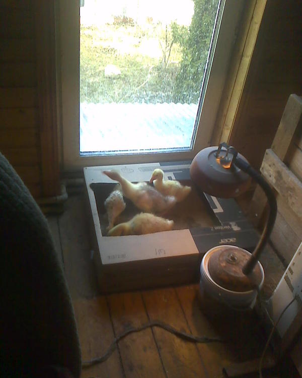 Февральские, взяты прям с 20-градусного мороза яйца, успел цапнуть пока теплые. Если бы остыли - привет, только в шарлотку или в салат, инкубировать бесполезно (было бы). Сидят у меня в спальне (у меня всегда такой бардак, это не лечится, хех), меняю им раз в день-два коробки. Один день коробку, второй день картон чистый на дно, потом опять коробку, потому что пахнуть начинает. Коробок собрал... Наверное со всего поселка ))