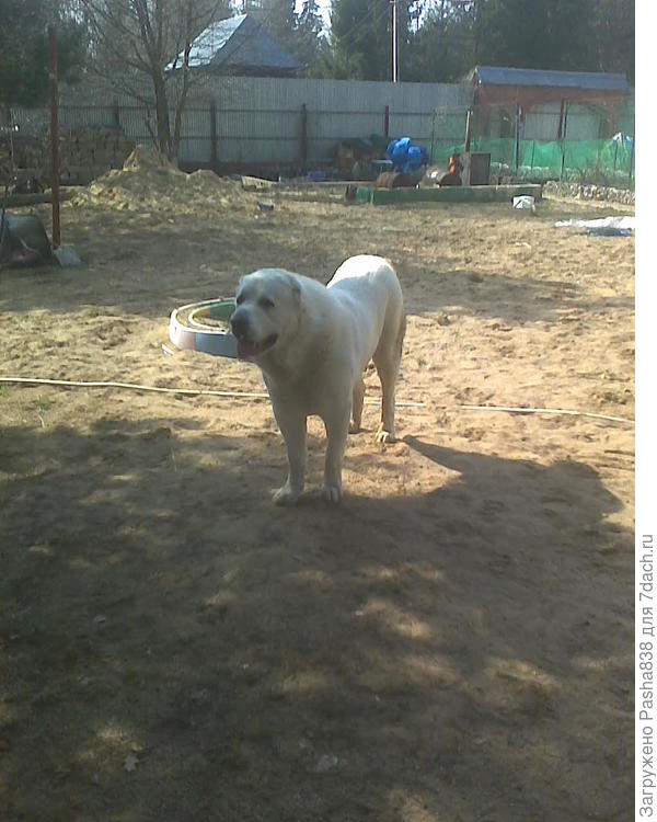 Собака такая барбосина ) Фото просто так.