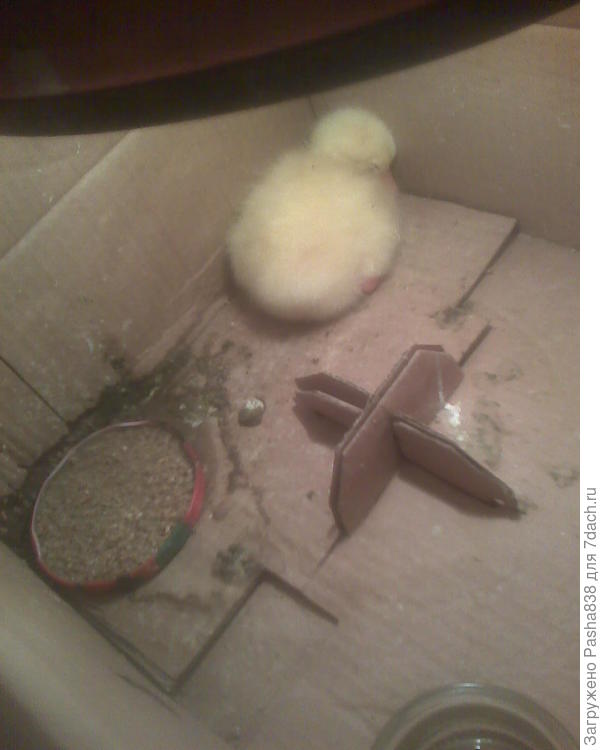 Могу вот для поднятия настроения только гуся показать ) Вылупился на этой неделе.