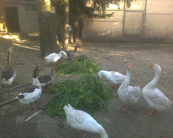 Старшее поколение. Желательно кидать тачку травы в день, причем когда есть много травы зерно они почти не едят, предпочитая ему одуваны. Их тут у меня ровно 28 штук сейчас, я их называю 28 панфиловцев, потому что моя фамилия Панфилов )) Было 29, но одну из гусынь они сильно натоптали, поэтому её пришлось отселить к уткам и гусятам. Она вполне живая, уже расхаживается, а то сильно хромала.