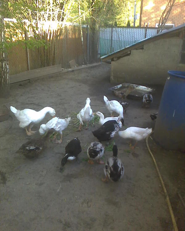Молодые гусики, одна из больших гусынь, и утки в теплице. Еще там обитают два гусика поменьше, но уже достаточно крупных (сорокам таких не унести), ну и суть действа в том, что днем я закрываю их в этом сарайчике и ставлю молодняковый комбикорм, чтобы старшие не отняли. А у старших просто ячмень, поилка да постоянно срываемые в огороде сныть и одуваны