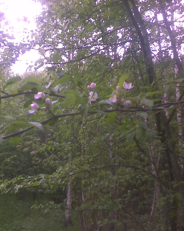 В лесу внезапно нашлась еще одна дикая яблонька. Я так понимаю у нас тут в лесу бросают огрызки яблок, а потом они прорастают и вырастают деревца. Кстати, я решил провести эксперимент и пару семечек вполне удачно прорастил. При случае посажу (они сейчас на окне) и, когда вырастет дерево, на какую-нибудь ветку попробую привить с &quot;домашней&quot; яблони.