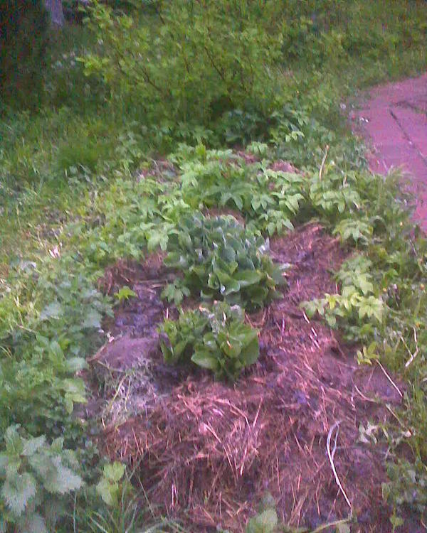 Хосты взошли