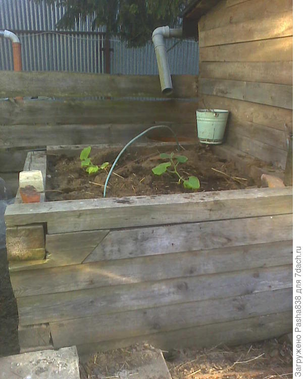 Компостный ящик моей мечты. Правда дугу поставил бездарно - и дождь надломил мне одну из тыкв. Пришлось оторвать надломленное, в прочем она пустила молодые листики, я так понимаю жить будет. Труба - с крыши бойни в бочку (там бочка стоит). На ночь эти тыквочки я прикрываю пленкой.  Внизу в ящике обычный пищевой мусор, а сверху навален старый навоз из хлева. Трудно сказать, хорошо или это всё, но мне вполне нравится. Под другой мусор ящик буду делать другой, этот считай заполнен. Впоследствии, лет через пять-восемь, когда это всё догниёт - выгребу куда-нить в огород. А пока это что-то вроде ящика-клумбы для тыкв или кабачков. Остальные посадки не фотографировал, телефона не было под рукой.