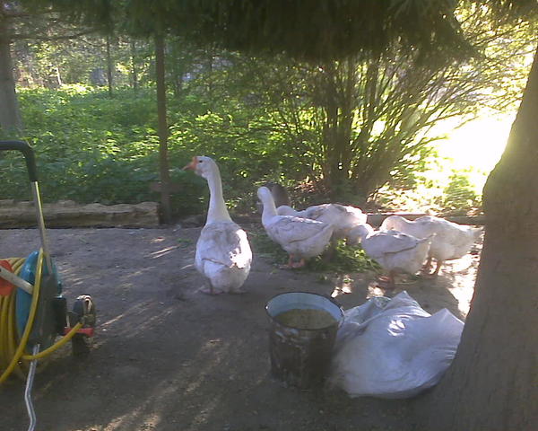 Дежурное ведро зерна. Да, именно такие на птичьих дворах пустоши - траве расти никто не даёт. Вся выщипывается. Поэтому приходится привозить сорняки с огорода. В прочем, они бесплатны, чего ж не привезти ))