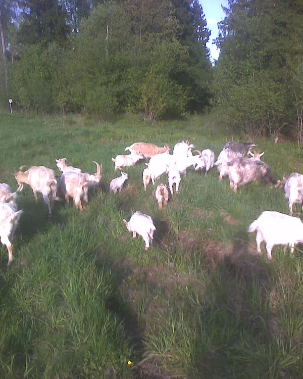 Раз в день выгуливаемся с козами. Сколько их у меня - я даже уже и не помню. Знаю только что маленьких совсем козлят конкретно сейчас семь штук.