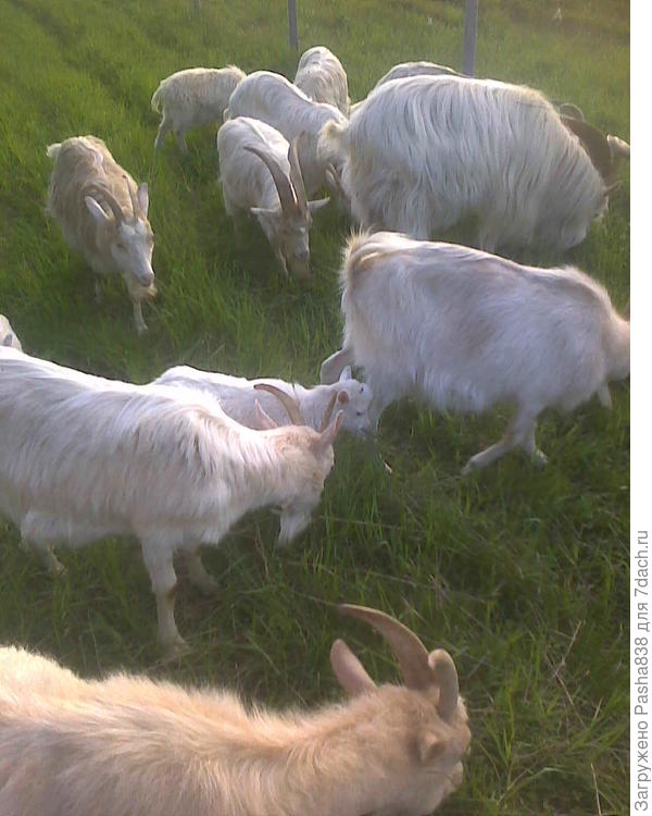 Козы после зимы тощие и заморенные, на сене особо не разъешься, но на траве мы быстро отъедаемся и круглеем.