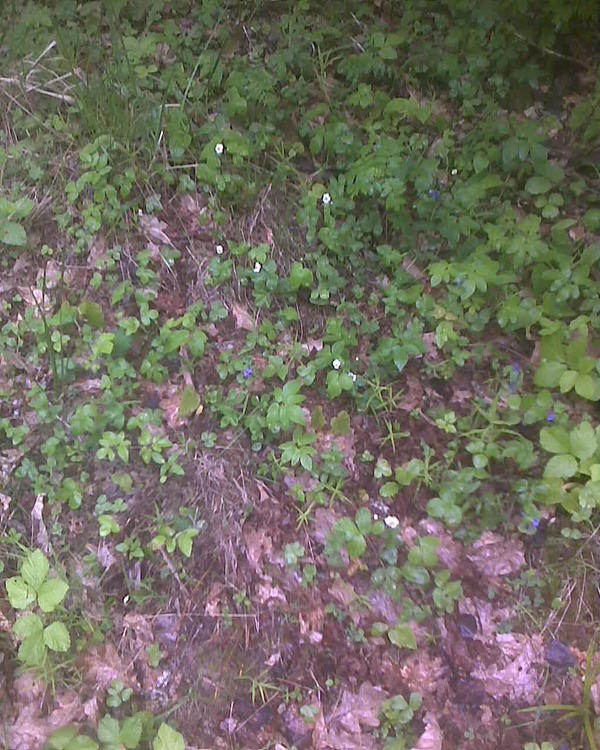 Не знаю, связано ли это с козами, но в местах, где мы ходим и оставляем козьи шарики заметно &amp;quot;поперла&amp;quot; дикая земляника расти. До этого её там не было или было совсем мало.