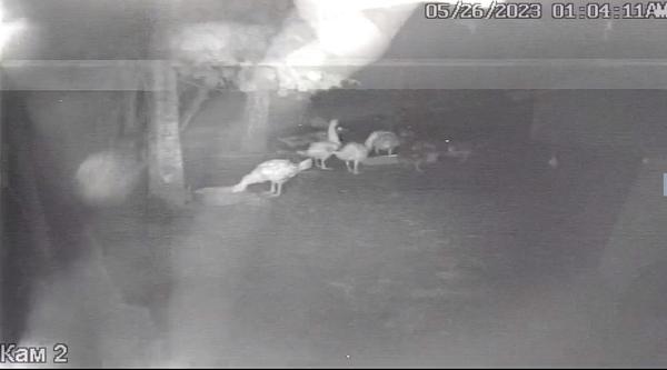 Ночные утки, ночные гуси )