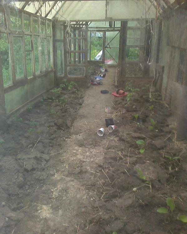 Вторая теплица. Фото, правда, устаревшее, рассада в ней уже вполне прижилась и имеет несколько более бодрый вид, чем на фото. Ну и стаканчики валяющиеся я убрал. Вчера пролил эту теплицу. Тут баклажаны, огурцы и помидоры.