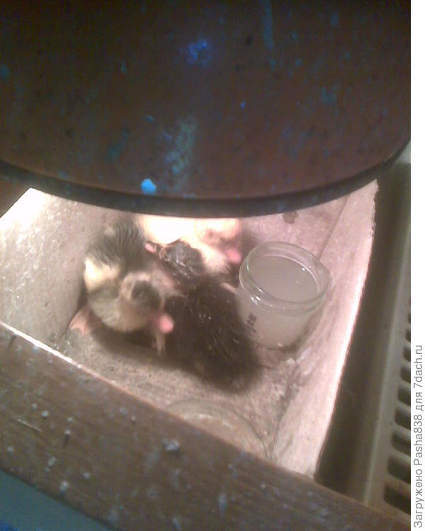 А еще у меня утята вылупляются. Держу пока в маленькой коробке, потом поменяю. Коробки у меня дефицит, вечно их не хватает