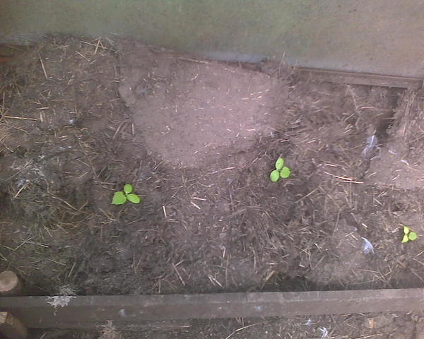 Огурчики пока маленькие. Сегодня часов в пять-шесть, когда спадет жара - пойду это всё проливать водой, а то теплица сухая очень. Другую вчера пролил. а эту пока нет.