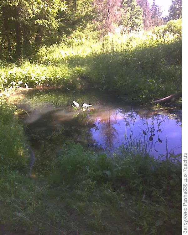 Речка - ручей с малозаметным течением. Впоследствии распадается на такие болотца, прудики и большие лужи. Дальше идет вообще мокрый песок и всё. При этом вода как-то двигается, потому что прудики не зеленеют, а песок постоянно сырой. Т.е. она где-то медленно течет, а где-то неспеша просачивается. Иногда здесь селятся бобры, тогда прудики становятся больше. Речка явно не судоходная, и едва ли пригодная для купания. Вода не грязная, но это не более чем болотца-прудики и ручеек в 20 см глубиной. В прочем, дальше в лесу, она, возможно, глубже.