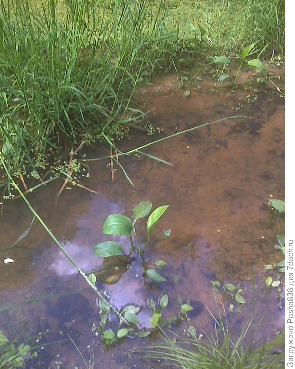 Вот эта самая речка. Глубина - утонуть там нельзя, хотя в заболоченные участки лезть не стоит.