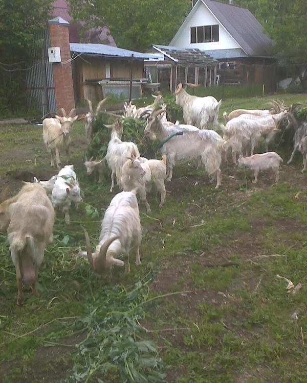 ...и нет травы.