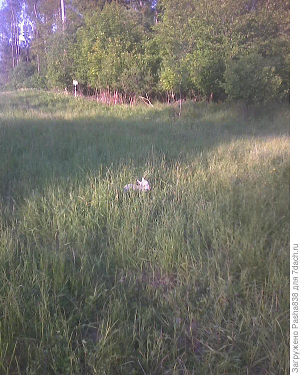 Могу запостить фото козлёнка. Его не очень видно, но он там есть ))