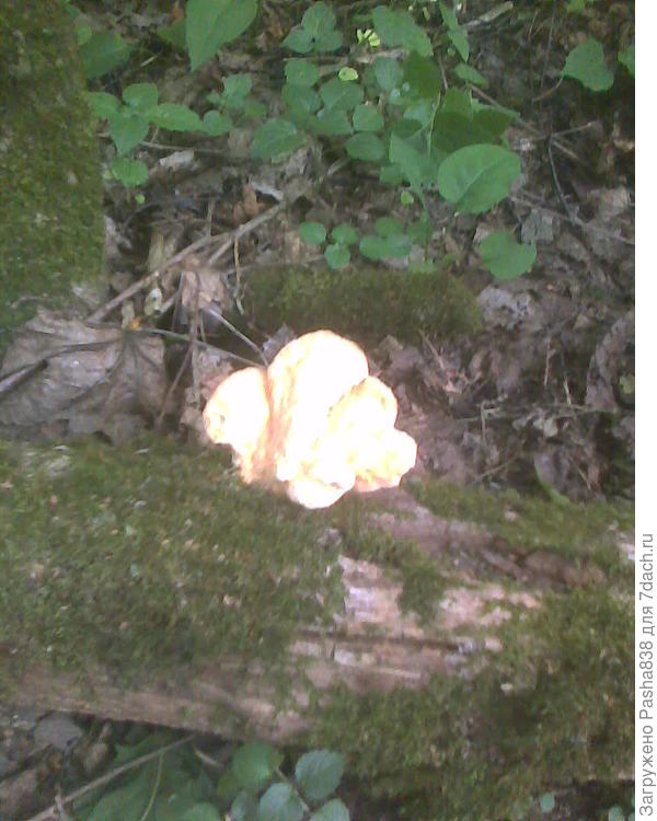 Это фото маленького гриба, сделанное наспех. Были куда большие &amp;quot;соцветия&amp;quot;, целые наборы этих &amp;quot;трутовиков&amp;quot;, но я не успел сфотографировать, потому что стадо пошло уходить, мне надо было их догнать, а то уйдут не в ту сторону, выгоняй их потом из бурелома.