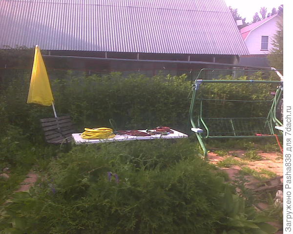 Вот золотые шары возле гаража. Грядка метр с чем-то шириной, ну и там они сплошняком. Их немного огородили заборчиком из пластиковой сетки, чтобы собака через них не лазила и не заваливала. Сажали их не так много, но им видимо понравилось и они разрослись.