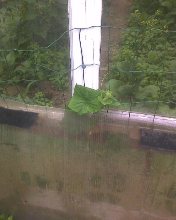 Огурцы хотят свободы. Я их втягиваю внутрь в теплицу, а они вылезают, найдя щель на стыке поликарбоната и деревянной рамы стеклянного окна.