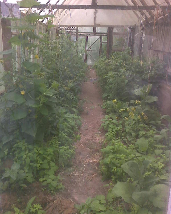 Взгляд через окно. Посажено немного бессистемно, но вроде норм. Помидоры цветут, огурцы начали плодоносить, баклажаны и некоторый перец, подсаженный позже (остатки рассады воткнул) вполне бодренько держатся. Одно раздражает - это черный паслен, который вечно лезет тут и надо выдирать. Опасное растение, был случай когда я листик не убрал и у меня утка молодая отравилась. Теперь вот осенью до пуска уток буду тщательно ползать и смотреть, чтобы ничего нигде не было.