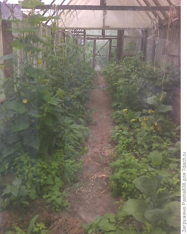 Это вот другая теплица, взгляд снаружи в окно. Тут если присмотреться можно увидеть баклажанчики, которые тоже только начали цвести и не все еще, огурчики (они уже пошли, я их собираю понемногу) и там помидоры и тот перец, который в ту теплицу не влез. Желтые цветочки - это, по ходу, редиска, которая растет здесь как-то сама по себе, когда-то много лет назад посеянная и одичавшая, а может дайкон какой-то. Конкретно здесь очень донимает черный паслен, лезущий сорняком где попало - чем он опасен, это тем, что приходится осенью тщательно ползать и выбирать всё, чтобы не осталось, а то утки им травятся насмерть. Так-то выпалываю, но он всё равно лезет, ну осенью буду всё выдирать уже начисто, когда ботву убирать.