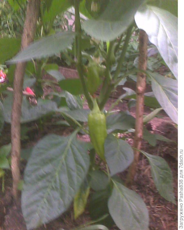 Кое-где плодоносим. Но еще рано. Здесь еще рано.