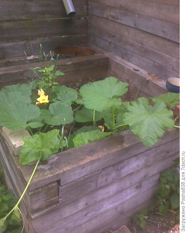 Тыквочки на компостном ящике. Мусор (пищевой, гниющий), сверху старый навоз из хлева - и вроде вполне норм держится, разве только накрывать опасно, может спреть. Я так понял куча вполне даёт тепло и несмотря на холодноватое лето растения вполне неплохо себя чувствуют. Тут две тыквы посажены.