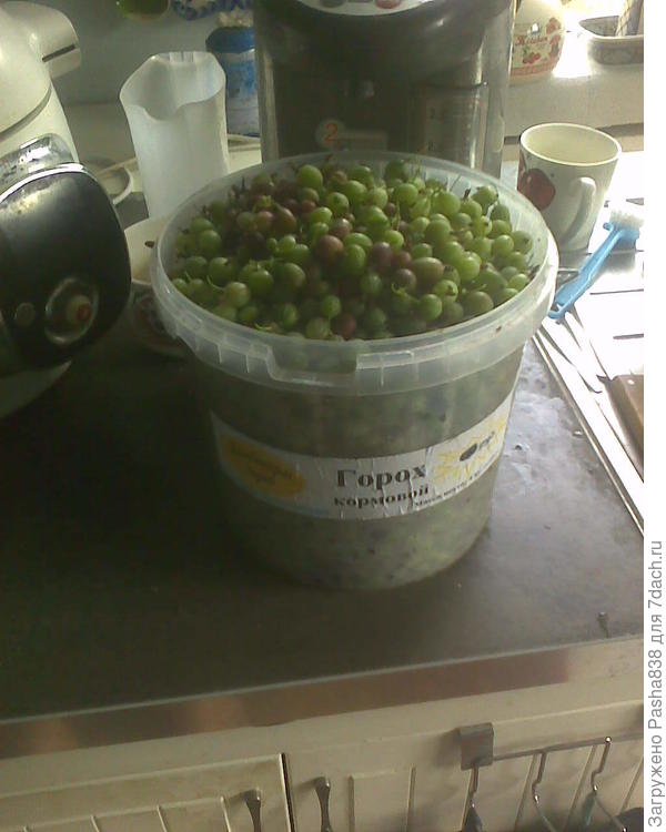 Такие вот ягодки. они мелкие, сорт такой (сами ветки высокие и колючие, а ягоды мелкие, но много, прям усыпной), вот пообрезаем хвостики, помоем эти ягоды, проткнем шилом и кину я их в кипящий сахарный сироп, заваривая на варенье. Ну и потом докипячу-доварю и будет варенье, надо будет по банкам фасовать. Ведерочки по 4 л,  как раз удобно собирать. Больше в один присест я собрать не осиливаю, вроде и не то чтобы сильно тяжко, но я почему-то устаю. Вдобавок там поперла крапива и её попутно приходится выдирать, чтобы не мешалась.