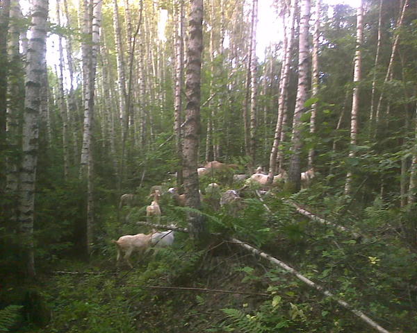 Ну и в тему берез - вот в нашем лесу.
