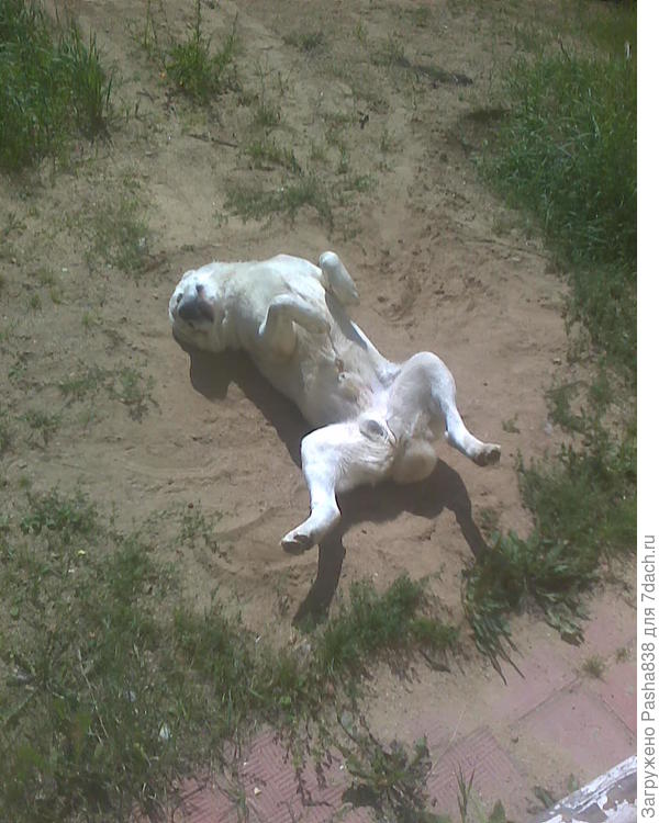 Собака такая барбосина )